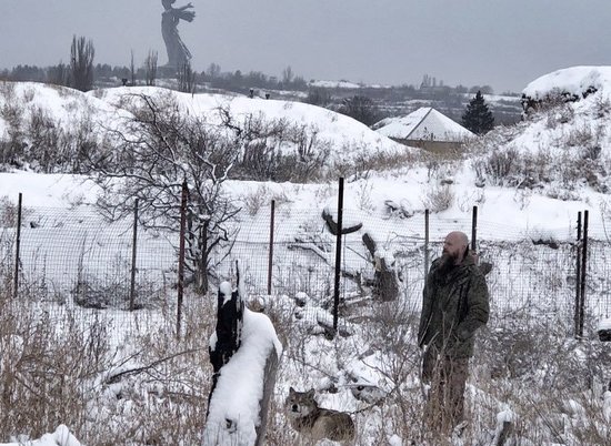 Волгоградцы поделились фотографией прогулки ручного волка по снегу